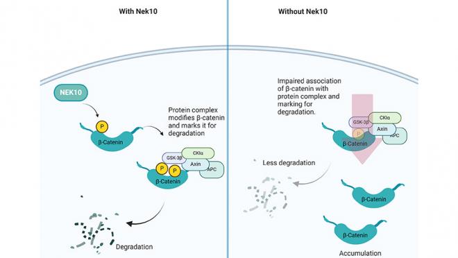 Diagram of protein